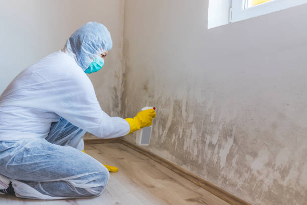 Licensed Mold Remediation service in Bloomingdale, GA - WQB Mold Removal